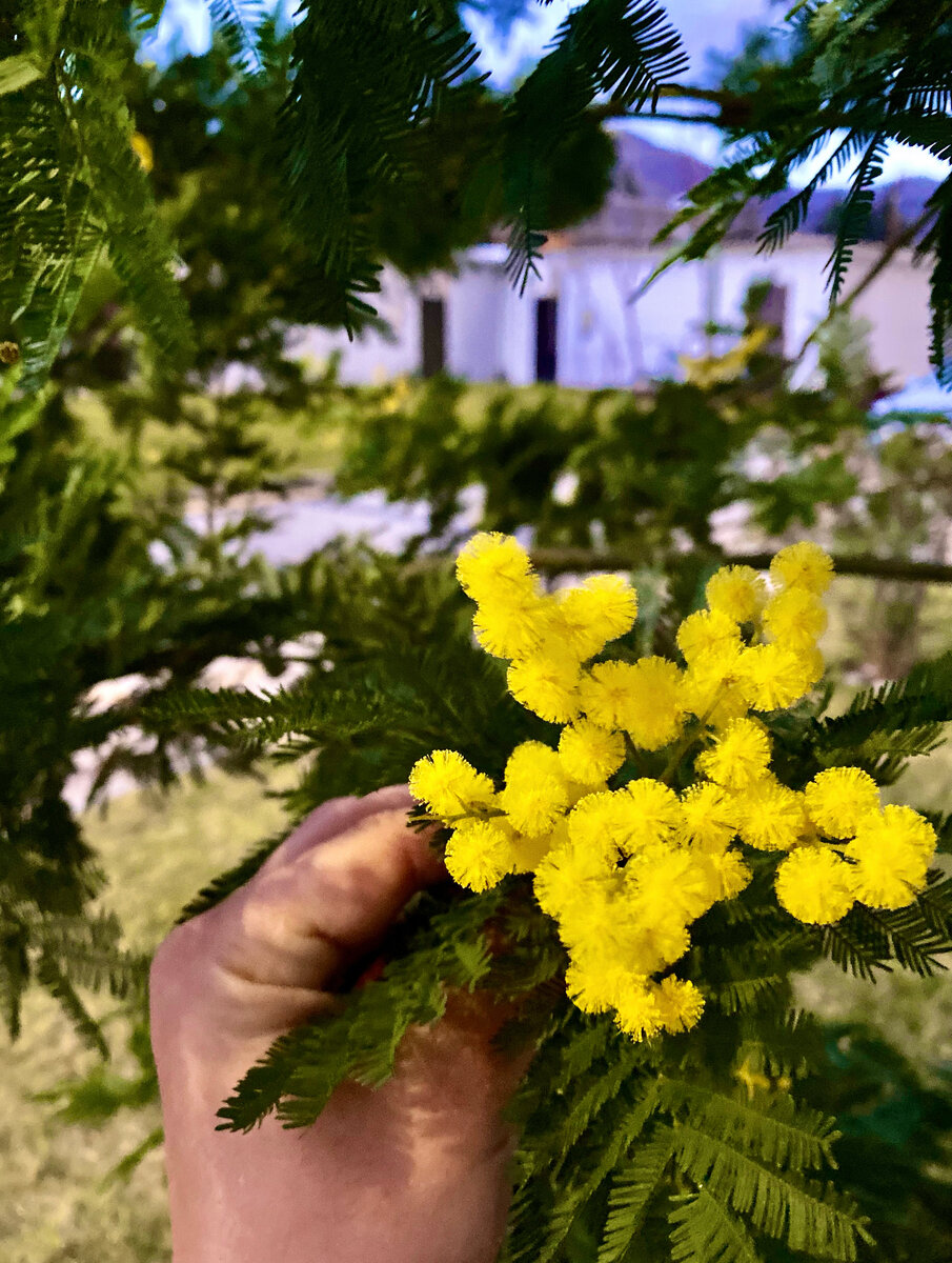 Цветение мимозы, которая оказалась вовсе и не мимозой акация, марта, можно, растение, серебристая, акации, мимозы, прямо, женский, мимоза, настоящей, является, природе, широко, акклиматизировалась, оказывается, стала, переносит, климат, раньше