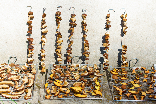 грибы, разложенные для сушки на решетки и нанизанные на шампура