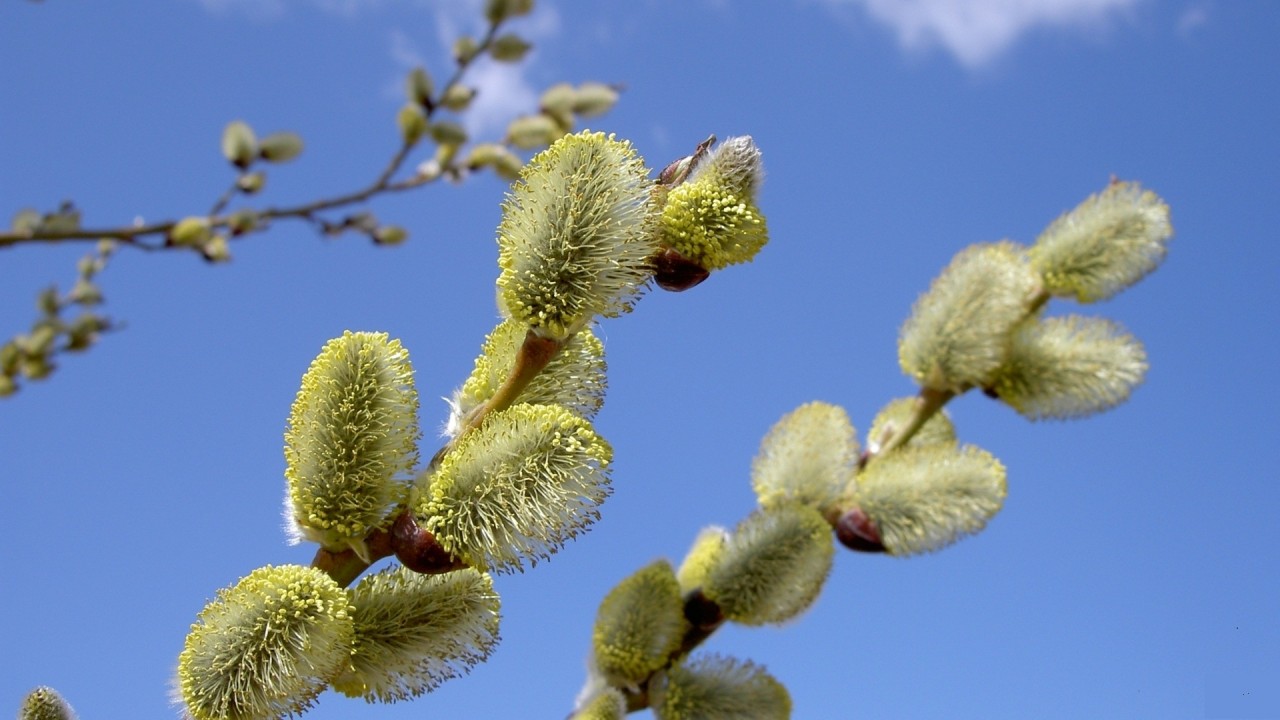 Похожее изображение