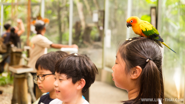Кормление попугаев в парке птиц на Пхукете, Таиланд