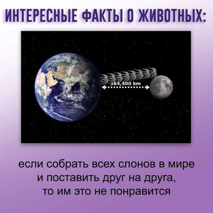 Сын играет на скрипке, щенок подвывает. Заходит отец... весёлые, прикольные и забавные фотки и картинки, а так же анекдоты и приятное общение