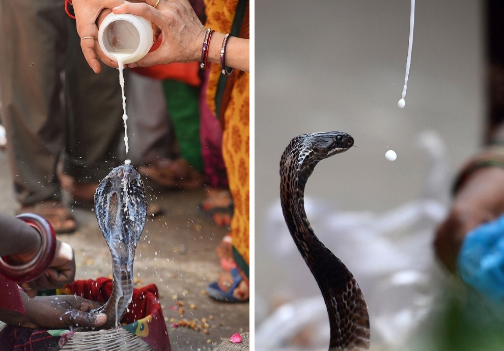 Праздник почитания змей Nag Panchami 2017