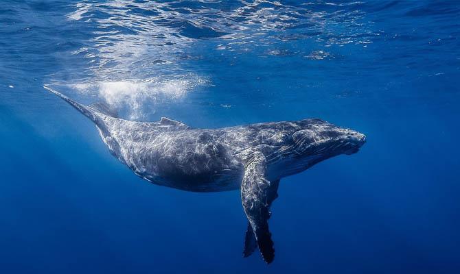 Самые большие животные в мире, Синий кит
