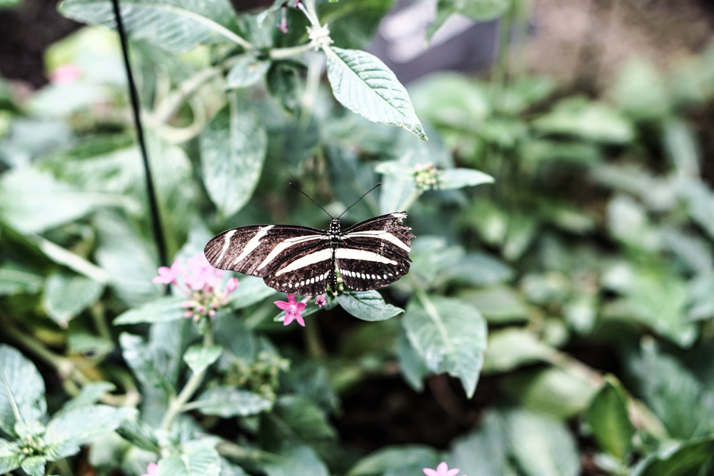 Seattle Washington Pacific Science Center-29.jpg