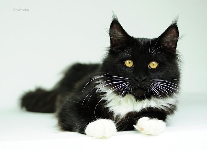 73085535_72811172_1301479242_0_65958_2ed53806_XXL (700x507, 53Kb)