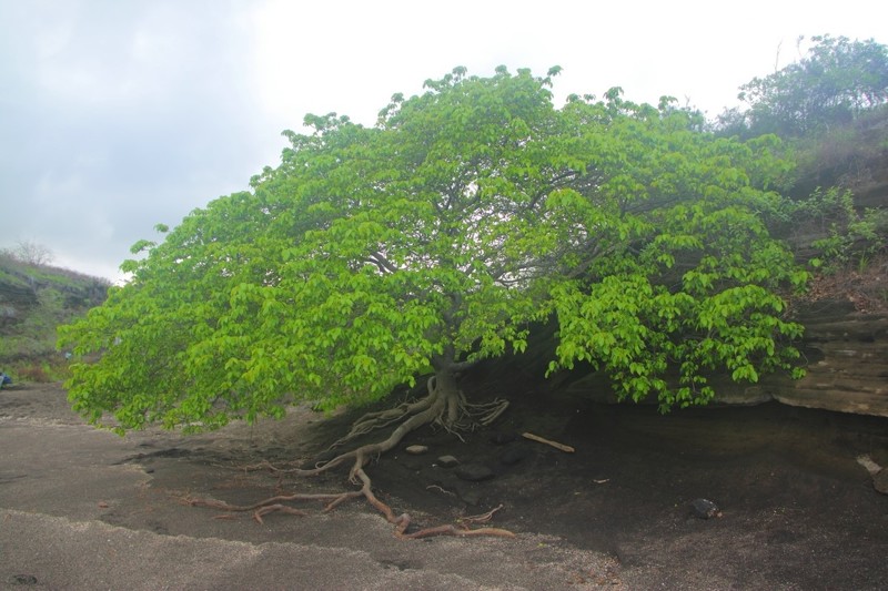 Самое ядовитое дерево на планете - манцинелла (ядовиты и смертельно опасны все части растения) деревья, невероятное, природа, удивительное, флора