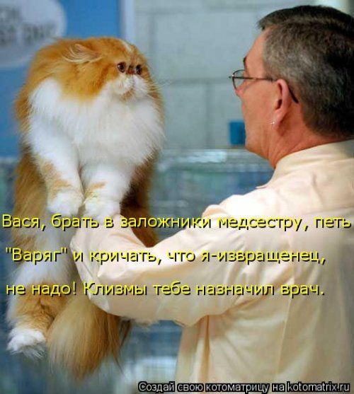 Новая котоматрица для всех (20 шт)