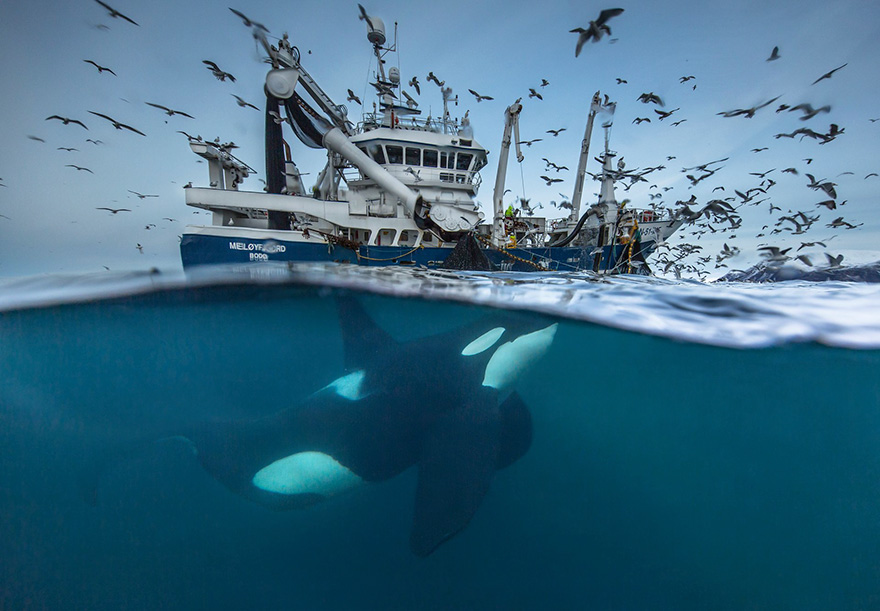 wildlife-photographer-of-the-year-2016-national-history-museum-8-57c824c1f40ef__880