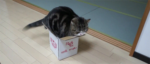 Cat Box_010