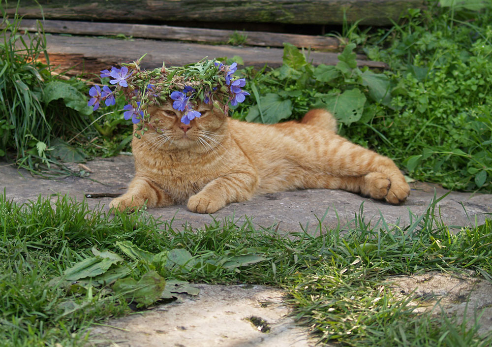 Кошка на даче фото