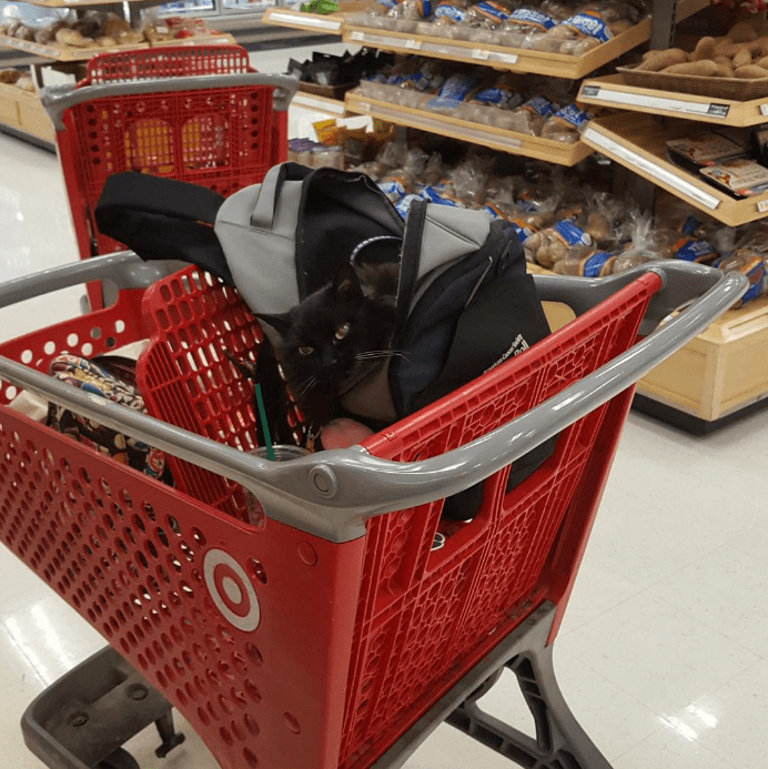 5a537cff2027e-happy-dog-shopping-target-zira-the-corgi-virgoprincxss-3