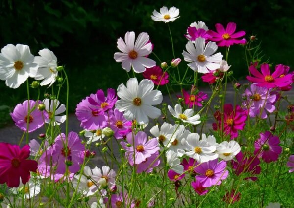 7 шикарных цветов-самосеек для ленивого садовода, которые украсят любой участок растение, можно, который, всего, только, цветения, однолетник, способна, культуры, достаточно, цветки, неприхотливый, самые, сразу, цветок, цветами, увядших, соцветий, цветов, стоит