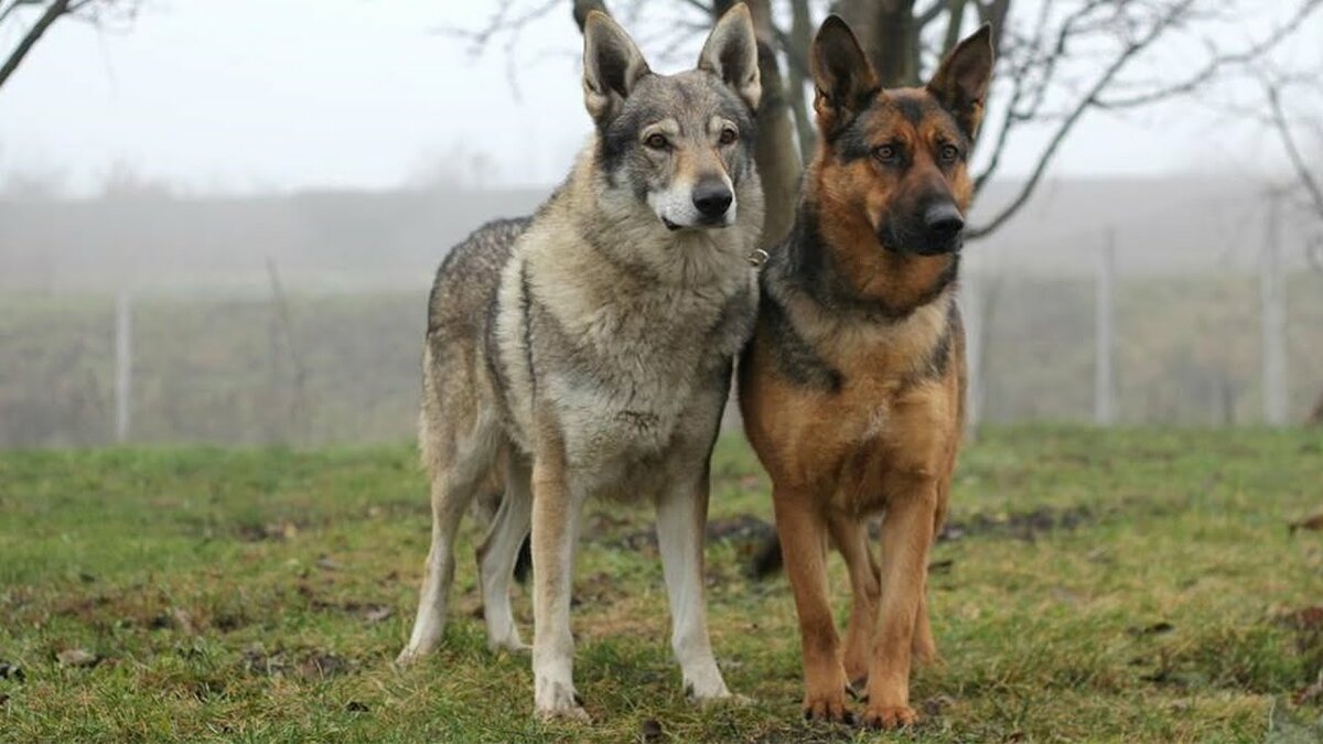Почему волки создают пары с собаками, и каких именно собак выбирают