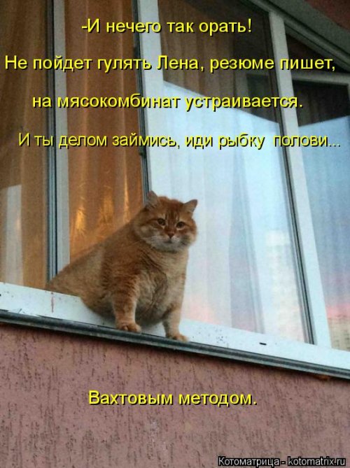 Новая котоматрица для всех (20 шт)