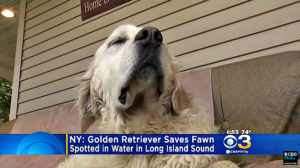 Во время прогулки пес внезапно бросился в воду. На берег он вернулся с сюрпризом