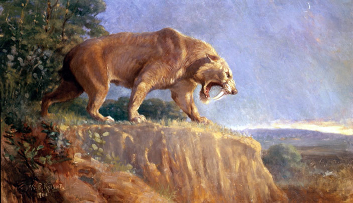 Смилодона обычно изображают грозным хищником, рычащим наподобие льва, но на самом деле, как выяснили американские исследователи, он куда вероятнее издавал низкочастотное урчание, как рассерженная пум
