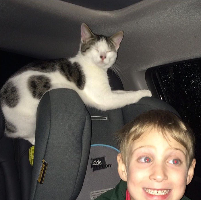 кот благодарит свою спасительницу