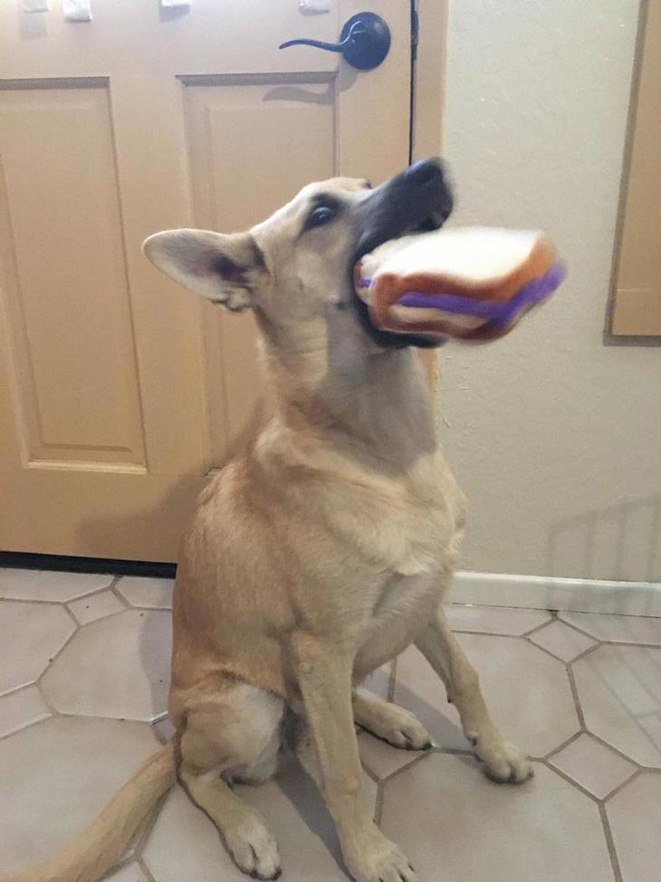 Люди делятся самыми неудачными фотографиями своих питомцев, и это очень смешно Люди делятся самыми неудачными фотографиями своих питомцев, и это очень смешно