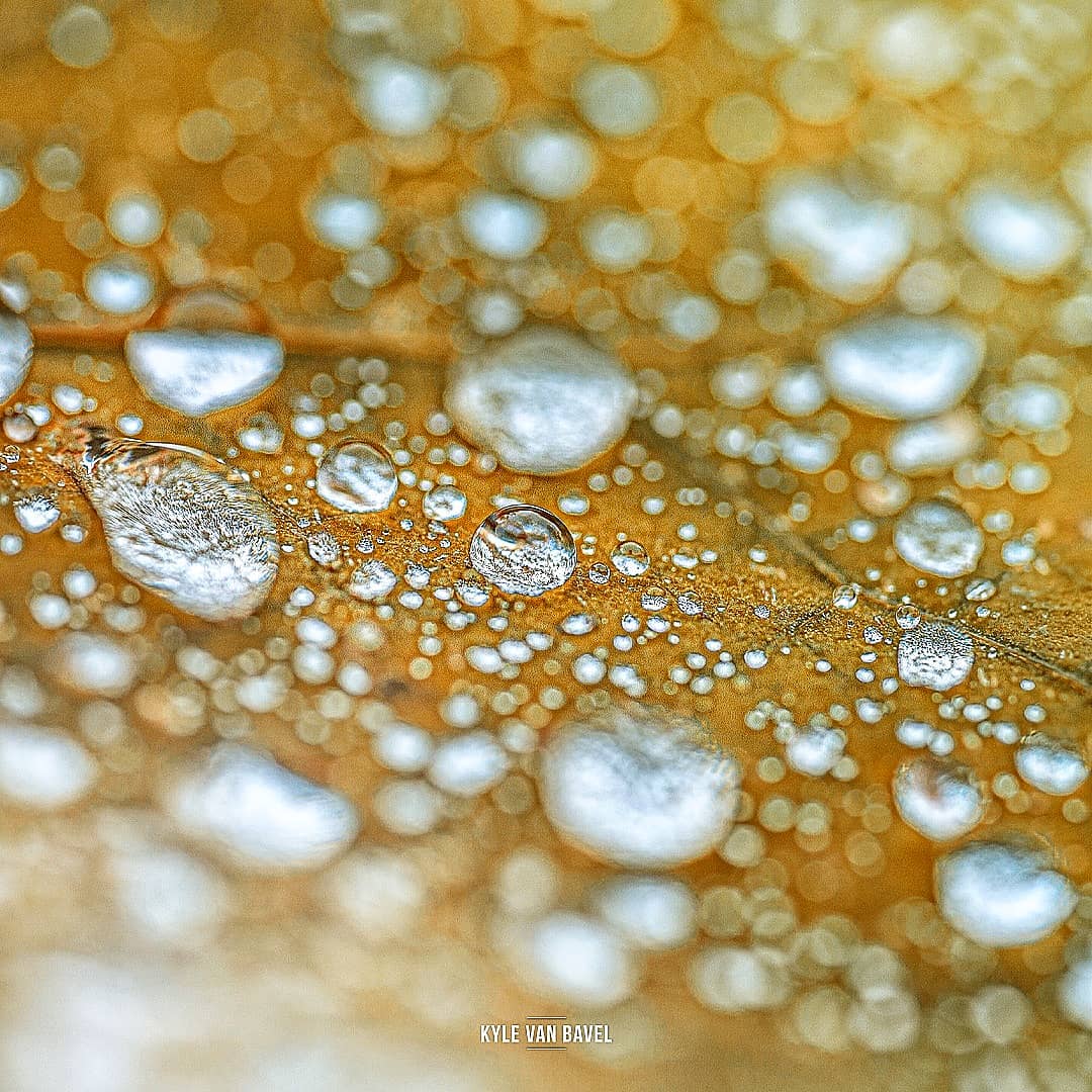 Волшебство макрофотографии 