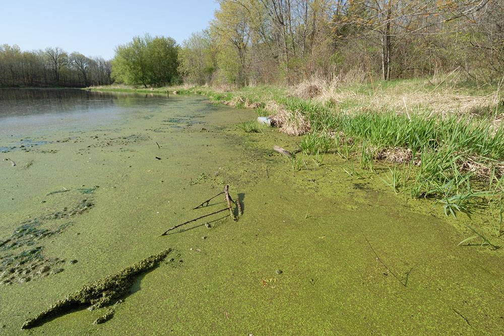 Чем можно заразиться при купании в прудах: 9 инфекций, которые можно  подхватить в искусственном водоеме