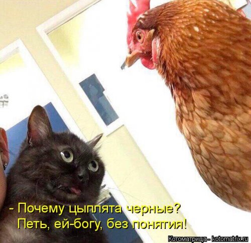 Свежая котоматрица (26 фото)
