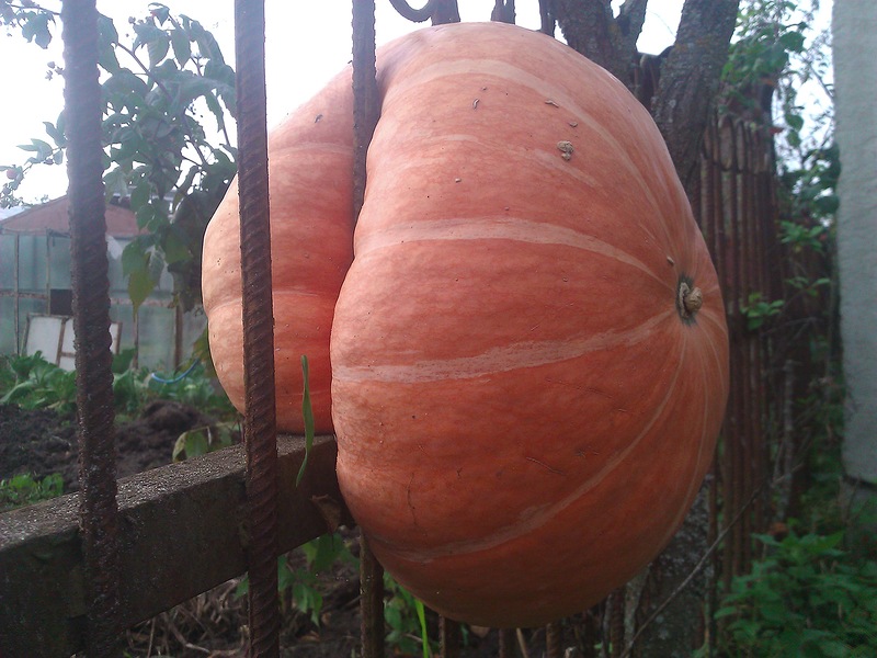 Тыква Тыква