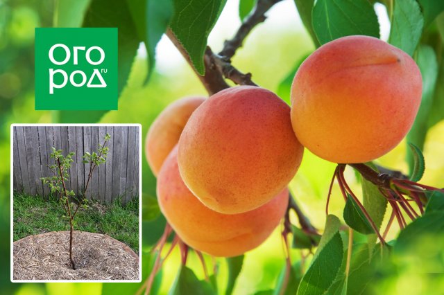 Выращивание абрикосов в средней полосе – как добиться хорошего урожая в неблагоприятных условиях садоводство