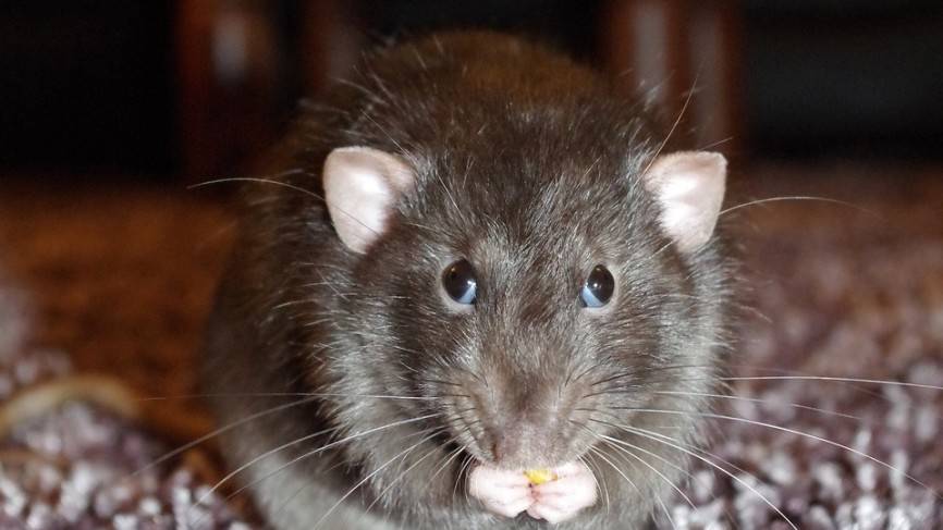 Жители Ленинск-Кузнецкого пожаловались на огромных крыс возле мусорок