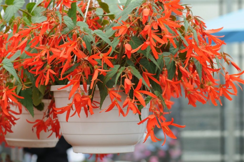 Бегония боливийская (лат. Begonia boliviensis) сорт Санта Круз Сансет F1 фото