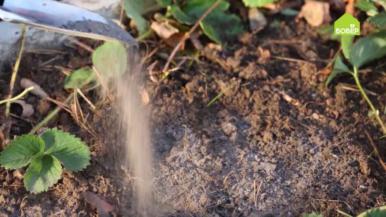 Можно ли посыпать клубнику золой. Древесная зола для клубники. Удобрение клубники золой. Посыпать золой клубнику. Земляника и зола.