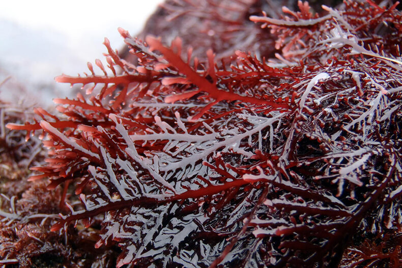 Aagar-agar и другие виды красных водорослей