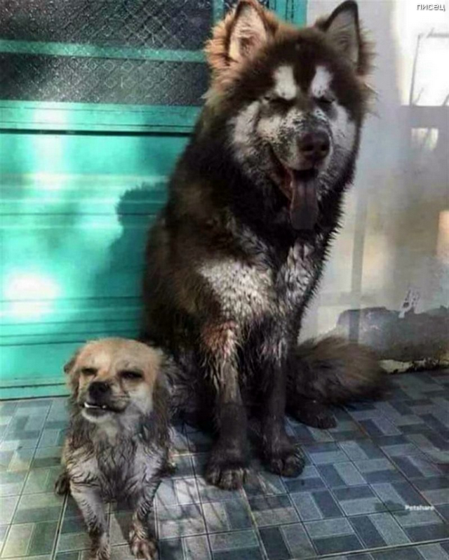 Весенние приколы. Классная ржака! смешные картинки