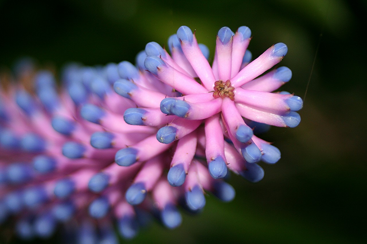 Картинки по запросу aechmea gamosepala