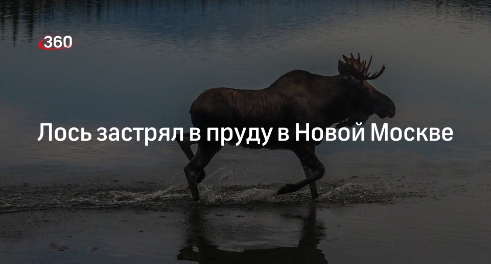 Источник 360.ru: лось застрял в пруду в поселении Марушкинское в Новой Москве
