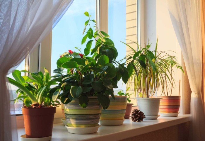 Чем меньше комнатных растений на подоконнике, тем светлее в комнате / Фото: pics.botanichka.ru