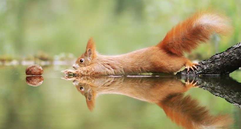 30 веселых фото дикой природы от знаменитого австрийского фотографа дикая природа