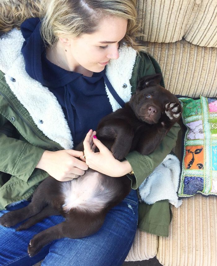 My Wife Meeting Our New Lab Indy For The First Time