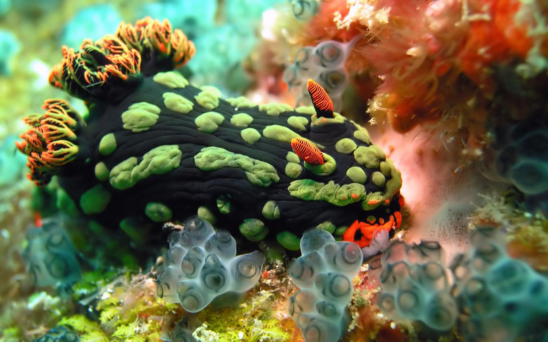 Голожаберные моллюски риф
