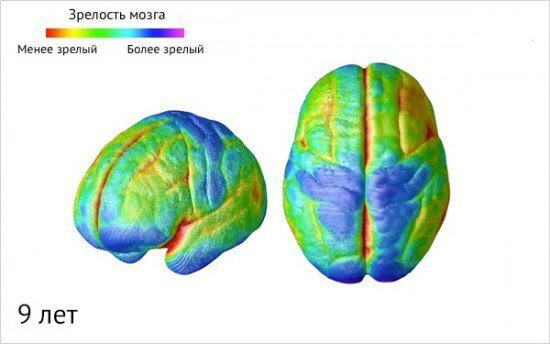 Как созревает детский мозг: что важно знать о этапах развити ребенка