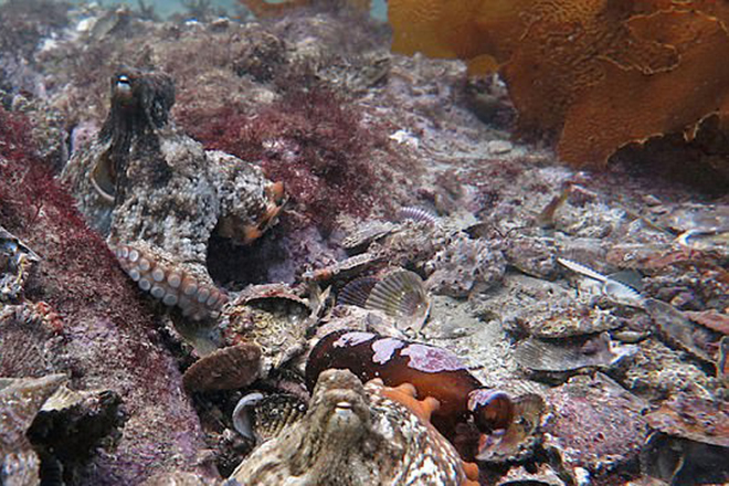Таинственное логово восьмируких обнаружено у берегов Австралии Залив, отгоняя, могут, вылазкиИсследователи, охотничьи, устраивая, гостей, непрошенных, слаженно, каким, удивление, работают, особей, пятнадцать, всего, проживает, постоянно, понять, образом, невелико