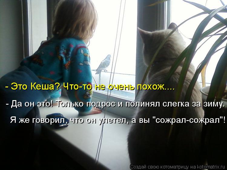 Котоматрица: Я же говорил, что он улетел, а вы "сожрал-сожрал"! - Да он это! Только подрос и полинял слегка за зиму. - Это Кеша? Что-то не очень похож....