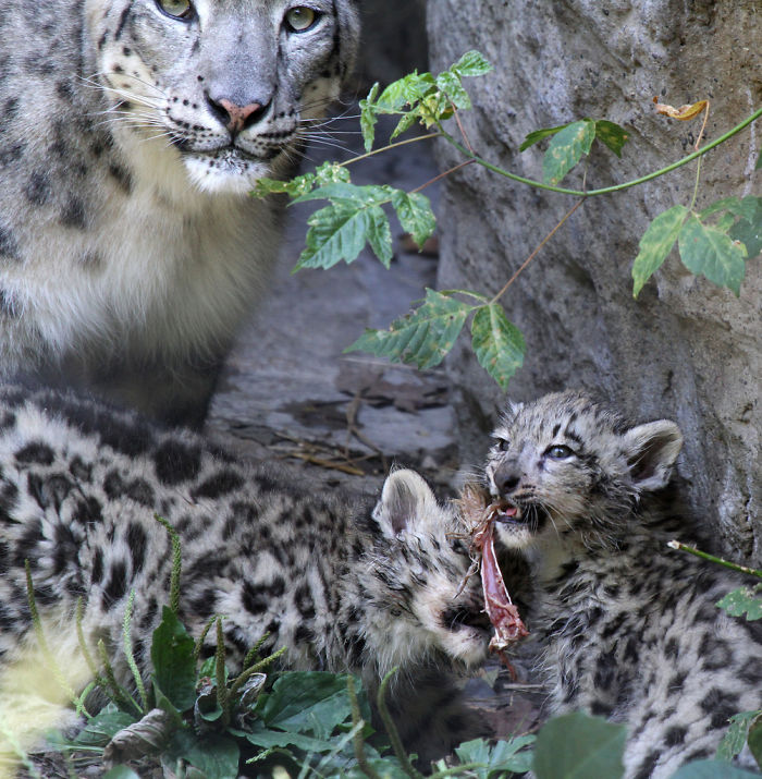 Snow Leopards