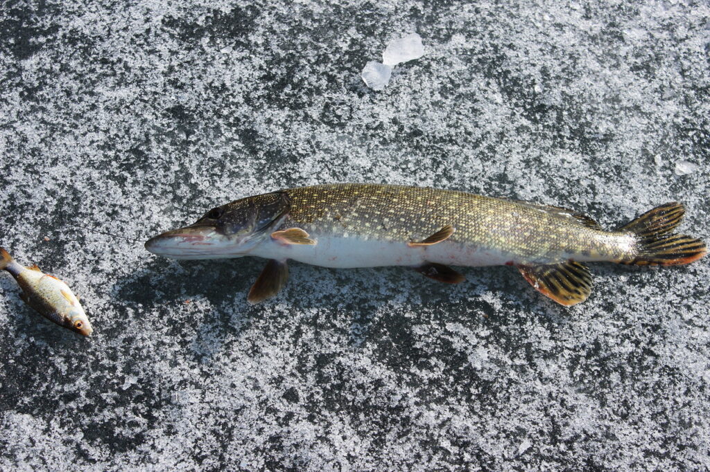 Щучья неделя