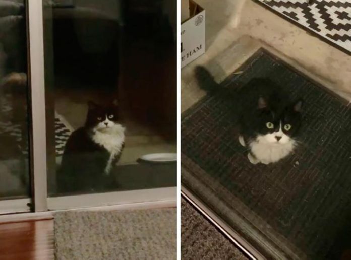 Без кота и жизнь не та