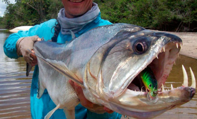 10 самых опасных рыб, обитающих в реках мира гидролик,пиранья,Пространство,река,рыба,рыбалка