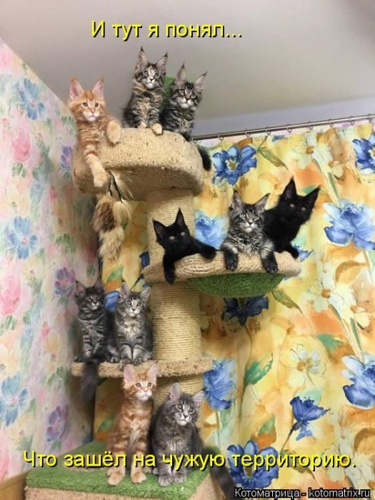 Лучшие котоматрицы за прошедшую неделю