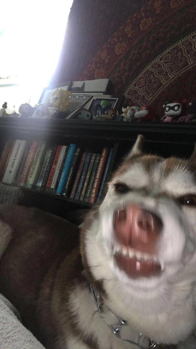 Люди делятся самыми неудачными фотографиями своих питомцев, и это очень смешно Люди делятся самыми неудачными фотографиями своих питомцев, и это очень смешно