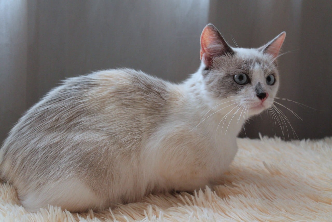 кошка в доме