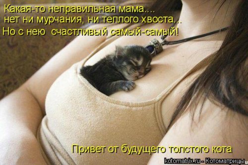 Лучшая котоматрица недели Лучшая котоматрица недели смешные картинки