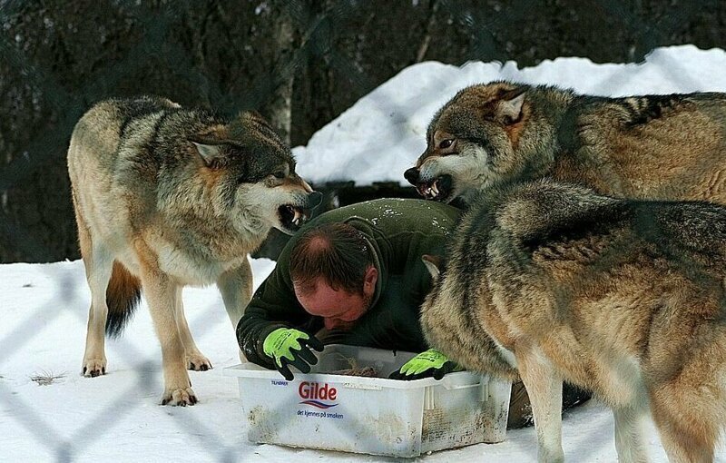 Бегущий с волками: история норвежца, ставшего настоящим альфа-самцом в мире, вожак, волк, домашний питомец, животные, история, люди